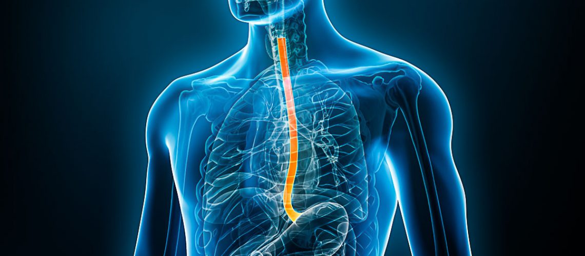 Xray front view of the esophagus or oesophagus 3D rendering illustration with male body. Human organ anatomy, esophagitis, digestive system, medical, biology, science, medicine, healthcare concepts.